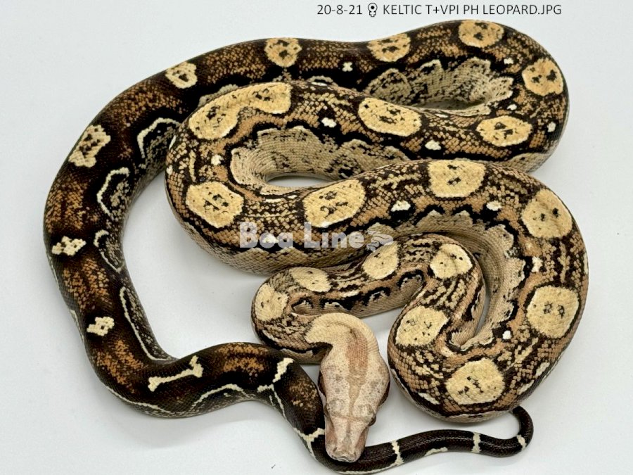 KELTIC T+VPI PH LEOPARD